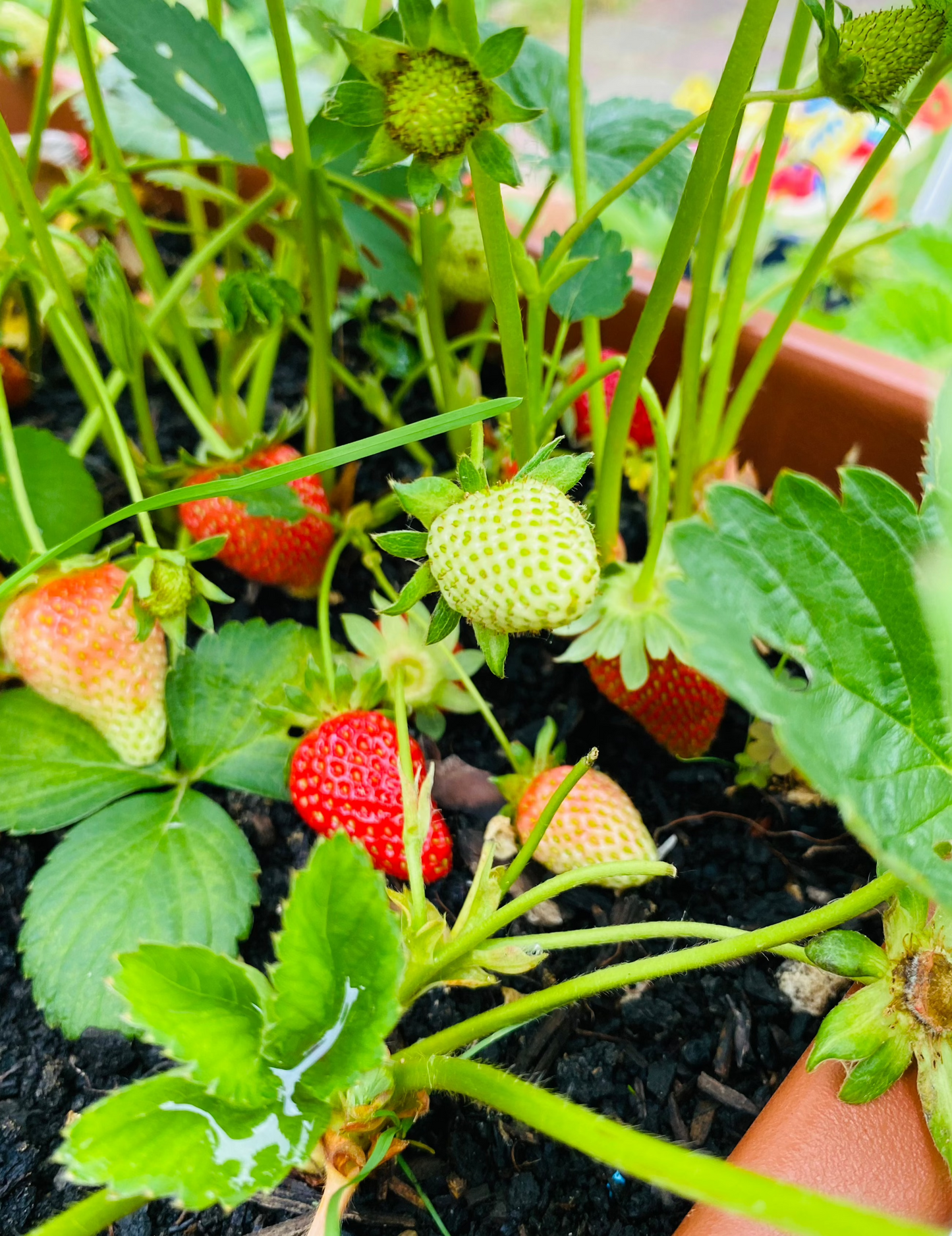 Strawberries 100g